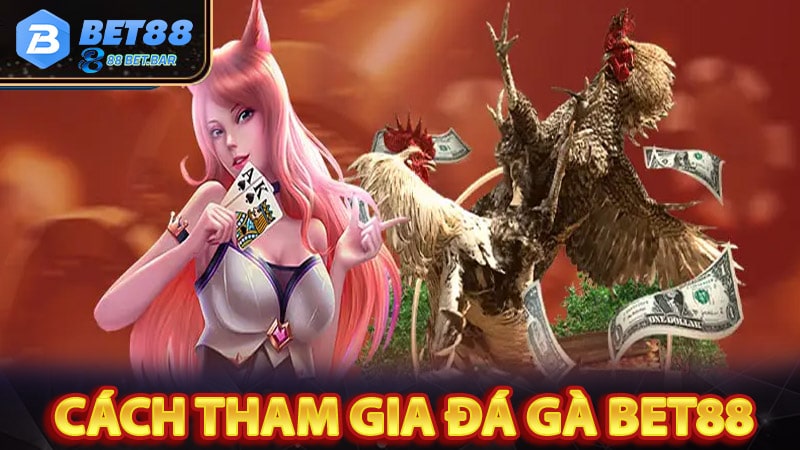 Hướng dẫn người chơi mới tham gia đá gà bet88 đơn giản nhất 