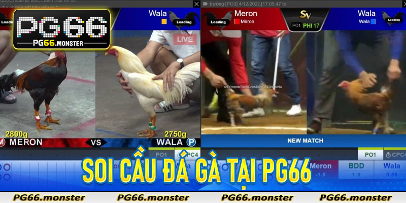 Soi Cầu Đá Gà Pg66